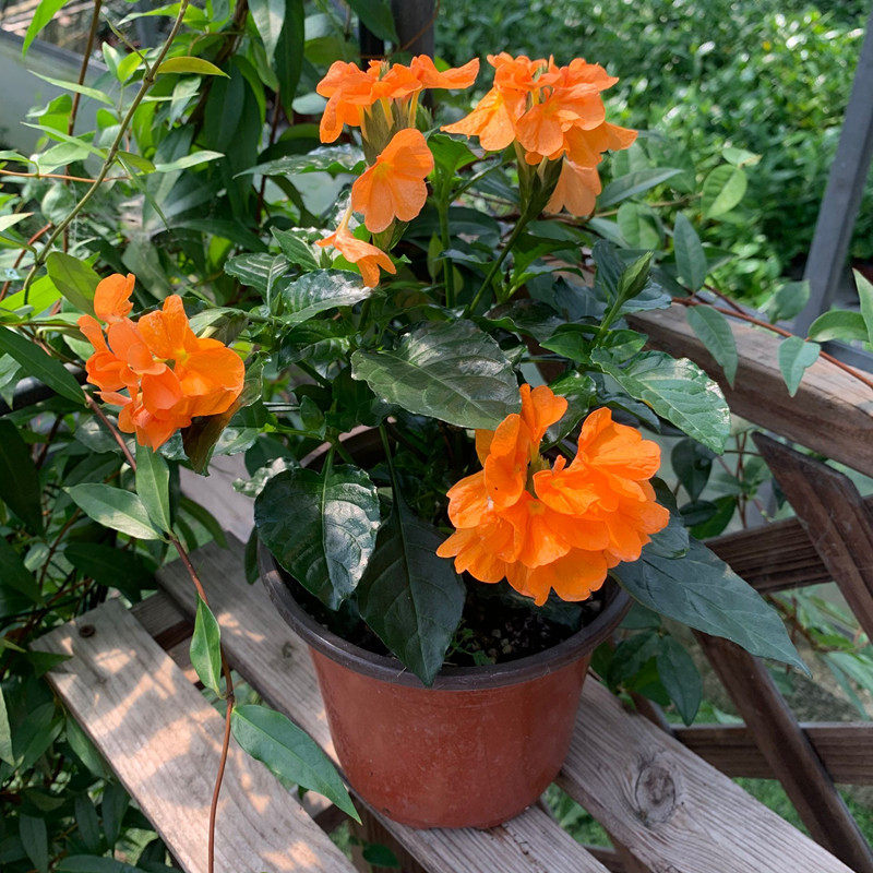 鸟尾花阳台室外多年生宿根开花植物好养耐热原土发货花期长