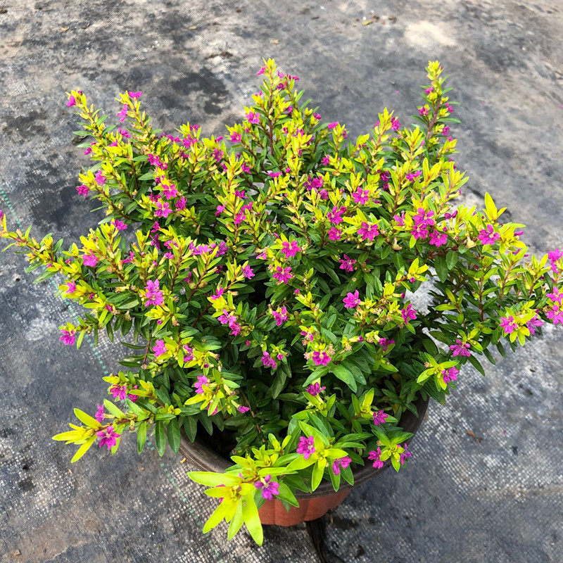 黄金满天星盆栽室外阳台四季开花大叶满天星耐寒耐热花期长