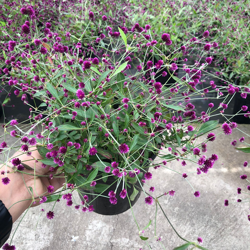 千日小坊盆栽迷你千日红多年生宿根耐寒耐热阳台庭院绿植花期长