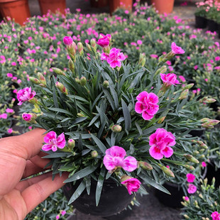 康乃馨进口石竹初吻盆栽水蜜桃派阳台庭院四季开花耐寒花期长好养