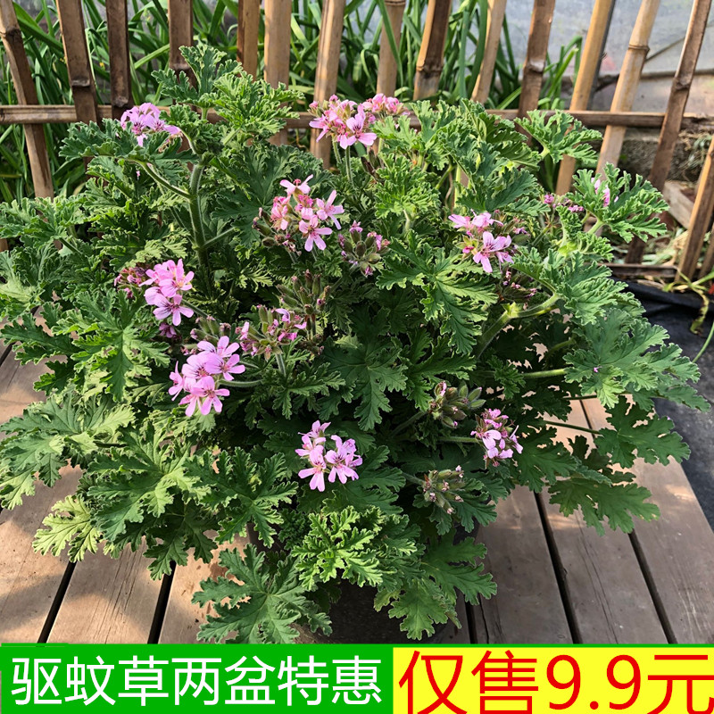 阳台阳台夏季防蚊虫植