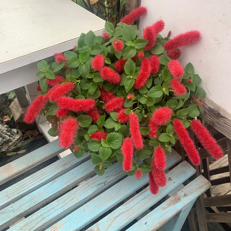 岁岁红红缨吊兰狗尾红花苗阳台室外四季开花垂吊盆栽耐寒耐热包邮