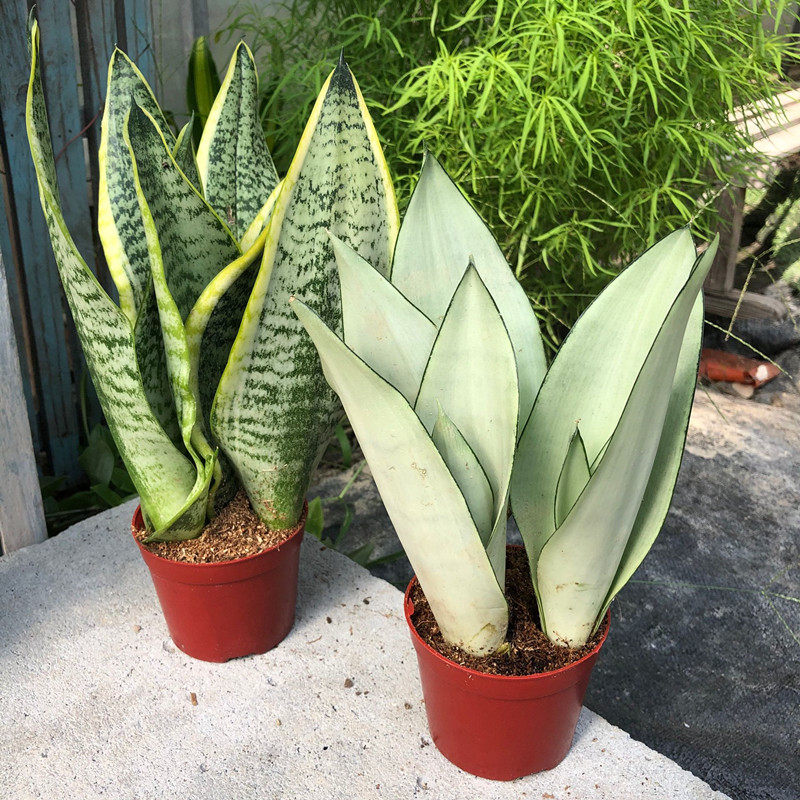 金边白玉虎皮兰盆栽水培高矮品种植物室内办公室净化空气