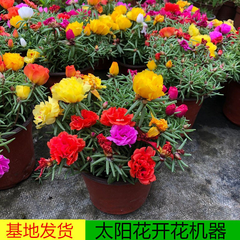 松针重瓣单瓣太阳花盆栽阳台室外夏天开花不断耐热好养开花植物