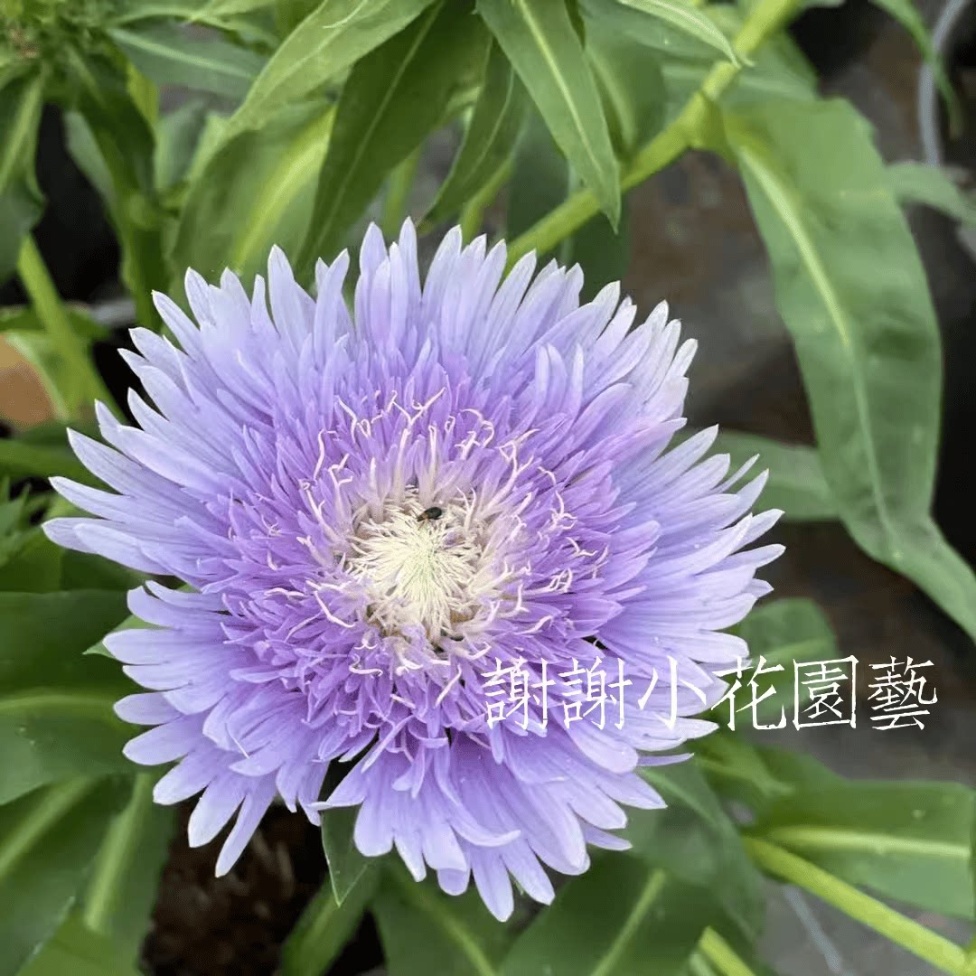 琉璃菊 盆栽多年生耐热耐寒 蓝紫色花卉阳台庭院宿根好养易