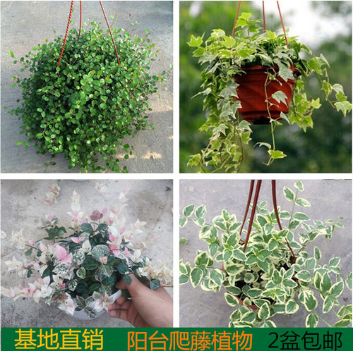 花叶络石阳台好养吊兰盆栽包邮