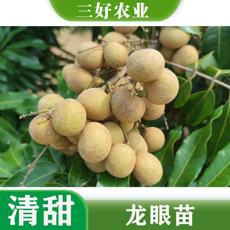 果树苗 石峡龙眼苗 储良龙眼树