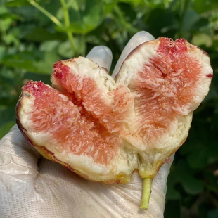 无花果苗盆栽水果苗四季 特大波姬红南北方阳台种植地栽当年结果