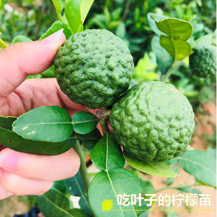 新品种泰国皱皮柠檬树苗丑柠檬果树苗榴莲柠檬苗马蜂橙苗叶子煲汤