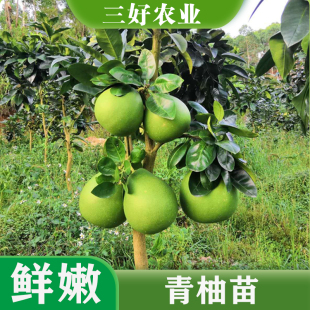 红宝石青柚苗金柚树苗翡翠红柚子苗嫁接红心青柚苗带叶子发货