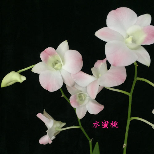 秋石斛兰价格 秋石斛兰图片 星期三