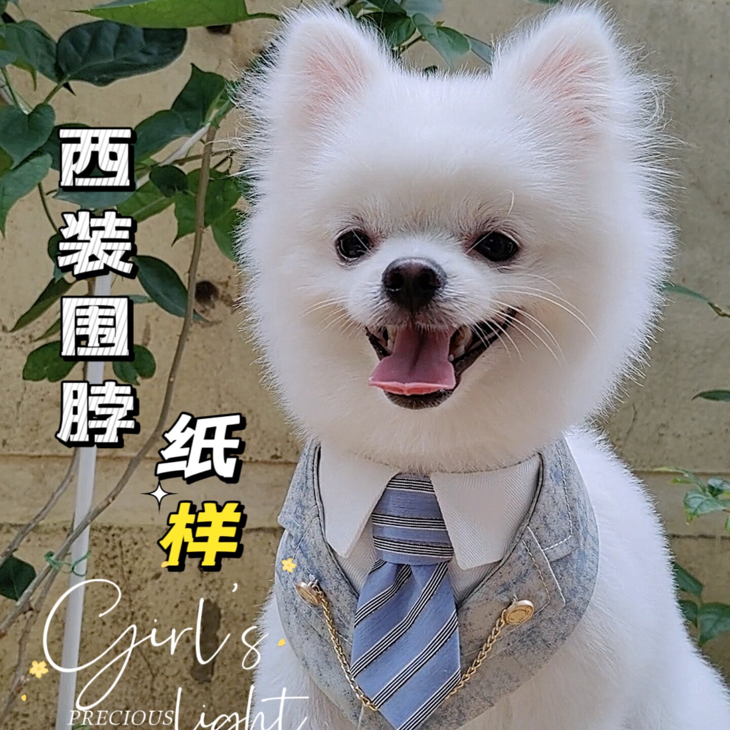 宠物围兜纸样手工口水巾纸样狗猫布偶蓝白英短泰迪西装领围脖配饰