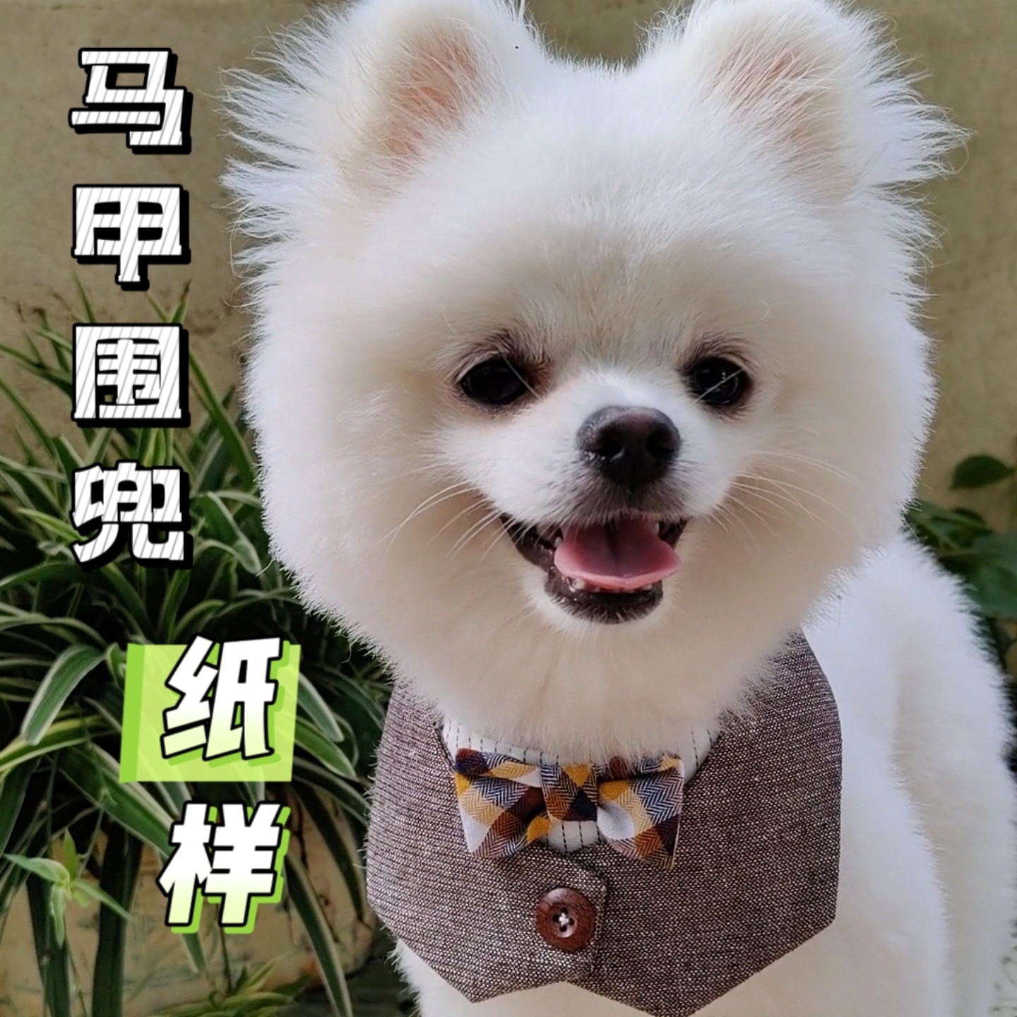 赢赢宠物围兜纸样口水巾纸样狗猫布偶蓝白英短泰迪马甲围脖配饰