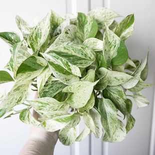 大理石皇后绿萝ins风网红进口绿植盆栽室内阳台观叶植物 露露花园