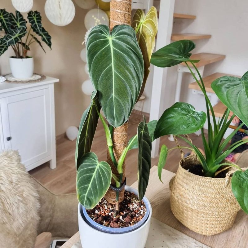 黑金蔓绿绒网红室内攀爬绿植盆栽