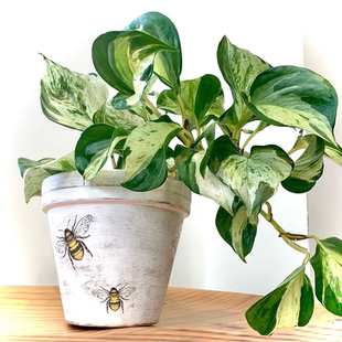 快乐叶子Happy 露露花园 Leaf锦叶油画绿萝荷兰原盆进口苗ins植物