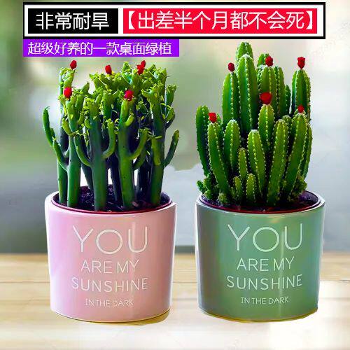 多肉植物盆栽室内绿植花