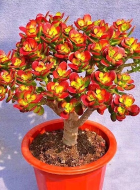 姬红花月红叶玉树老桩多肉植物盆栽群生多头新花月锦肉肉绿植花卉