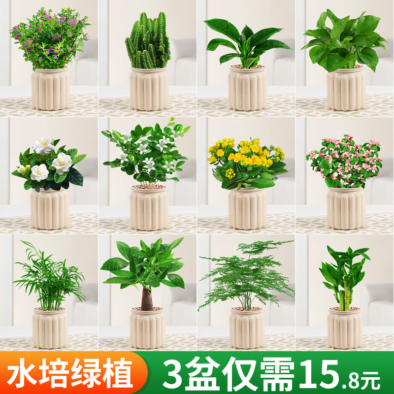 发财树盆栽绿萝箩桌面植物栀子花绿植花卉办公室内多肉水培好养活图片