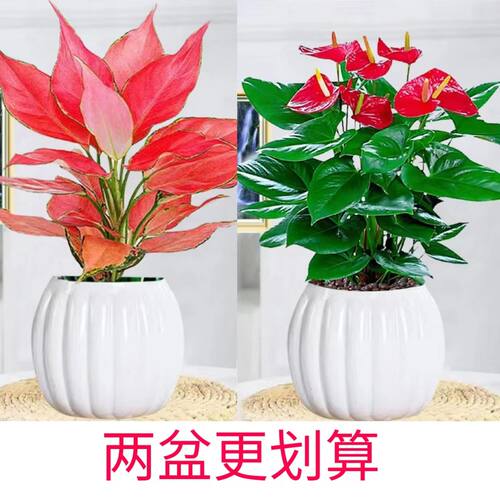 客厅观叶植物适合新手小白丛生