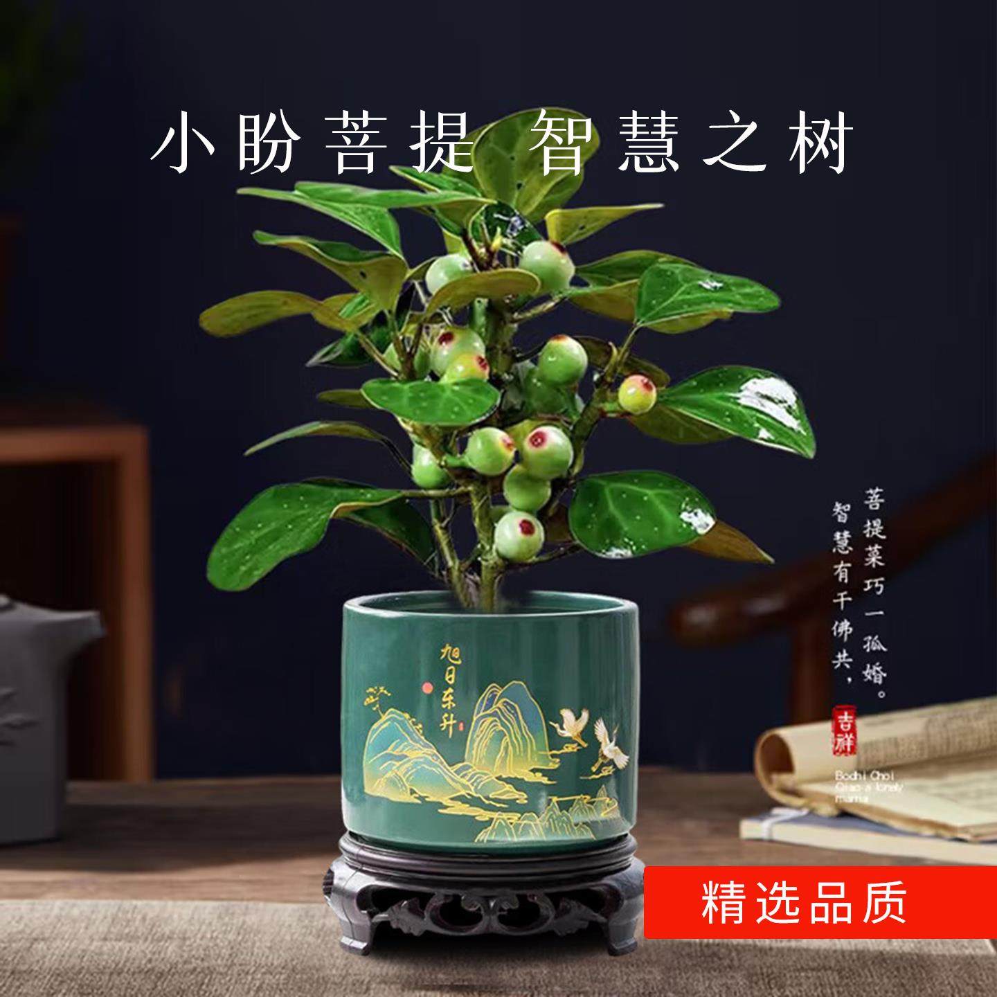 小盼菩提树盆栽带果室内桌面绿植四季常青好养植物花卉送礼,鲜花速递/花卉仿真/绿植园艺,绿植,淘宝优惠券,粉丝福利购,淘宝优惠卷