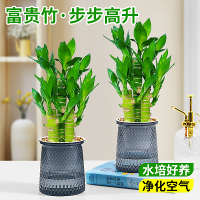 富贵竹盆栽招财竹步步高办公室内水培植物四季好养易活桌面绿植
