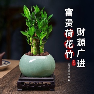 步步高富贵竹荷花竹水养盆栽办公室内绿植客厅摆放 精品