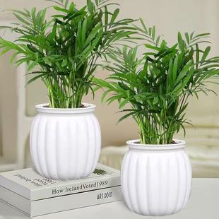 袖珍椰子盆栽散尾葵凤尾竹绿植室内客厅水土培植物四季常青易存活