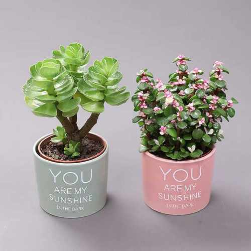 财运满满好养植物客厅防辐射