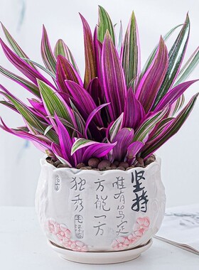 紫色吊兰水培土培花卉好养植物四季常青净化空气绿植紫露兰盆栽