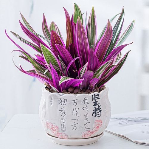 紫色吊兰水培土培花卉好养植物四季常青净化空气绿植紫露兰盆栽