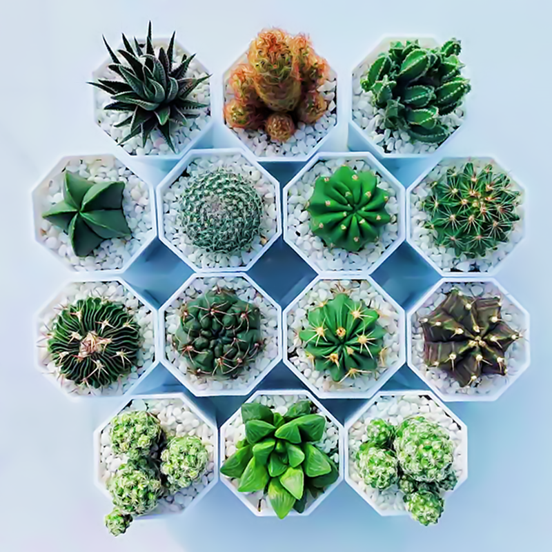 盆栽多肉植物仙人球防辐射仙人掌