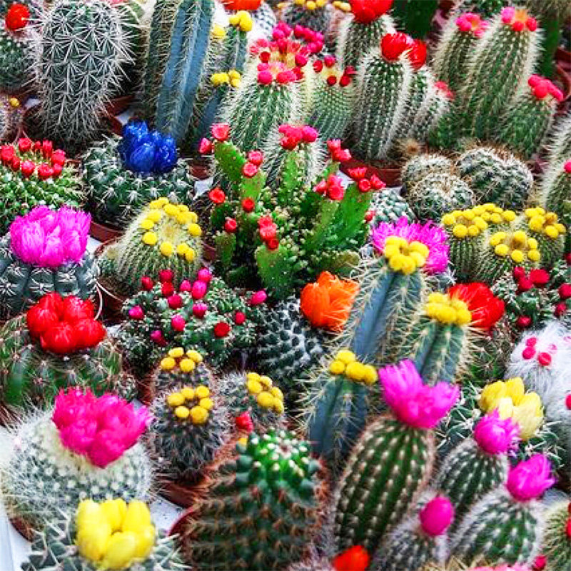 花卉仙人球多肉植物防辐射组合