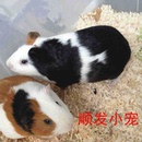 包邮 活体成年荷兰猪豚鼠短毛天竺鼠彩豚黑白豚鼠可繁殖包活健康