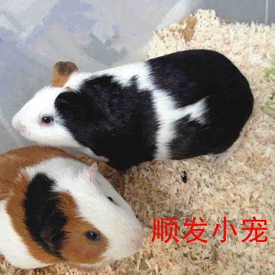 活体成年荷兰猪豚鼠荷兰猪能包邮