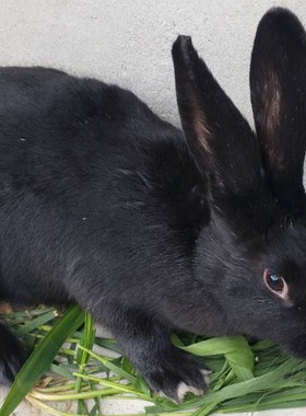 家养灰色肉兔活物新西兰白色成年种兔苗可繁殖巨型兔子活体包邮