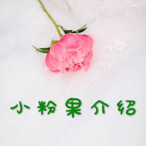 台湾小粉果老客户拍