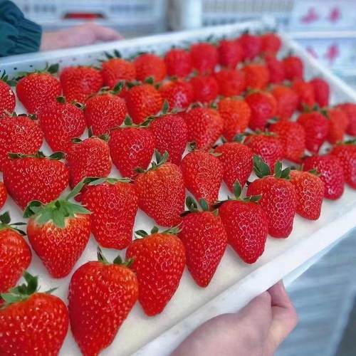 隋珠香甜草莓新鲜水果孕妇现摘