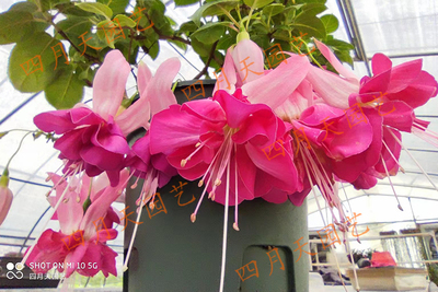 四月天园艺倒挂金钟灯笼花