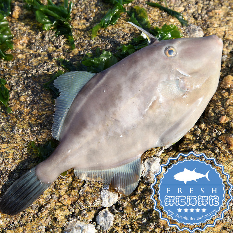 鲜汇海鲜坊★威海鲜活水产 新鲜海货 野生鱼 扒皮鱼500g
