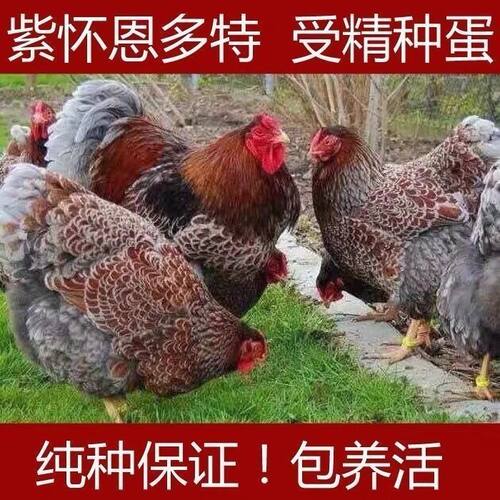 正宗怀恩多特鸡紫怀特公鸡受精种蛋大体型可孵化种蛋宠物粮鱼鳞鸡