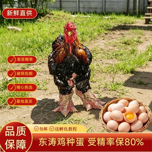 纯种越南大粗腿鸡东涛鸡宠物鸡可孵化受精种蛋孵化蛋观赏鸡大体型