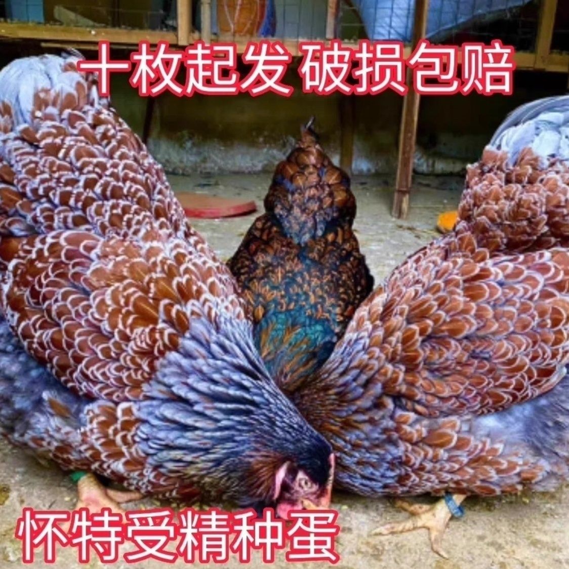 正宗怀恩多特鸡紫怀特公鸡受精种蛋大体型可孵化种蛋宠物粮鱼鳞鸡