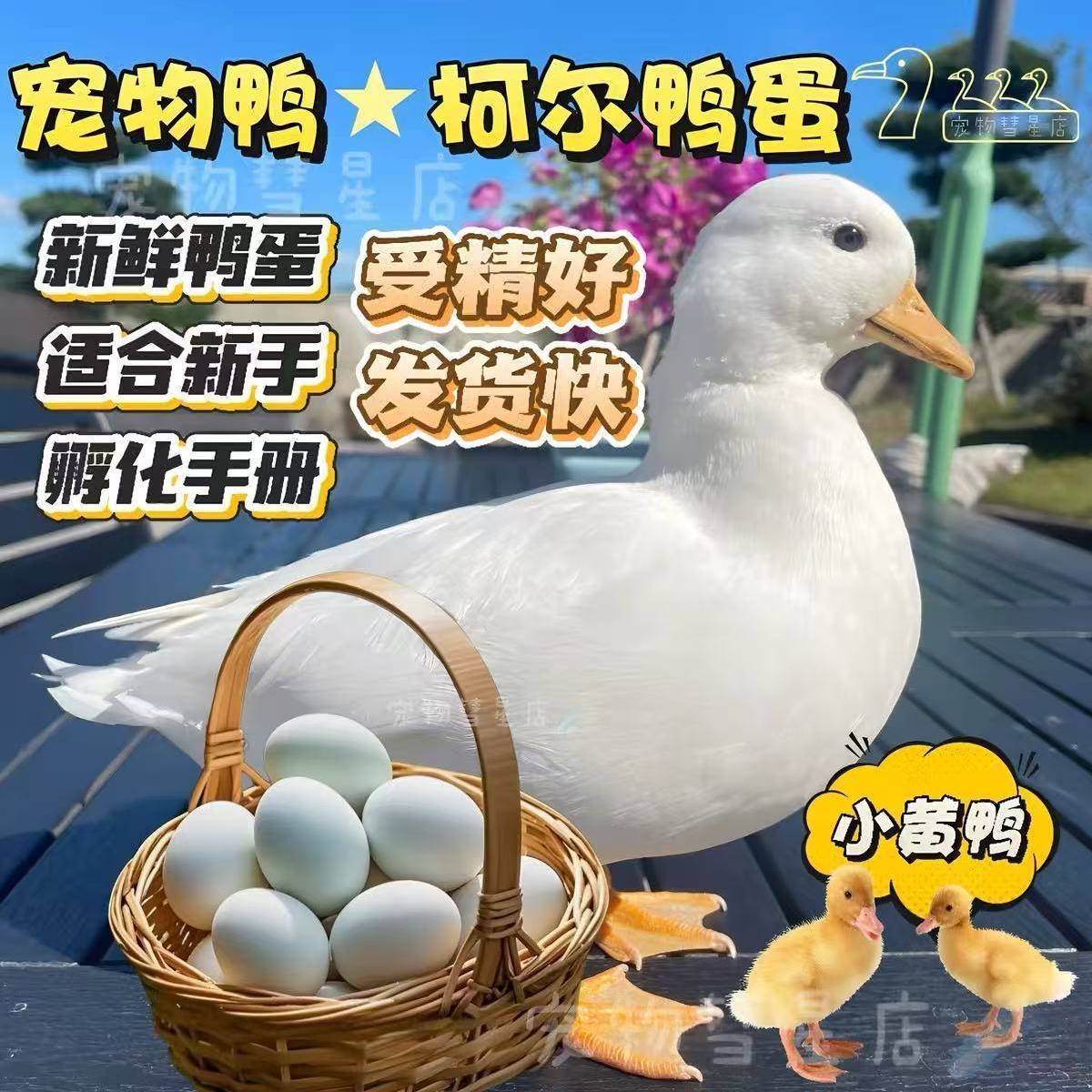 可爱宠物鸭网红柯尔鸭柯达鸭思聪宠物鸭