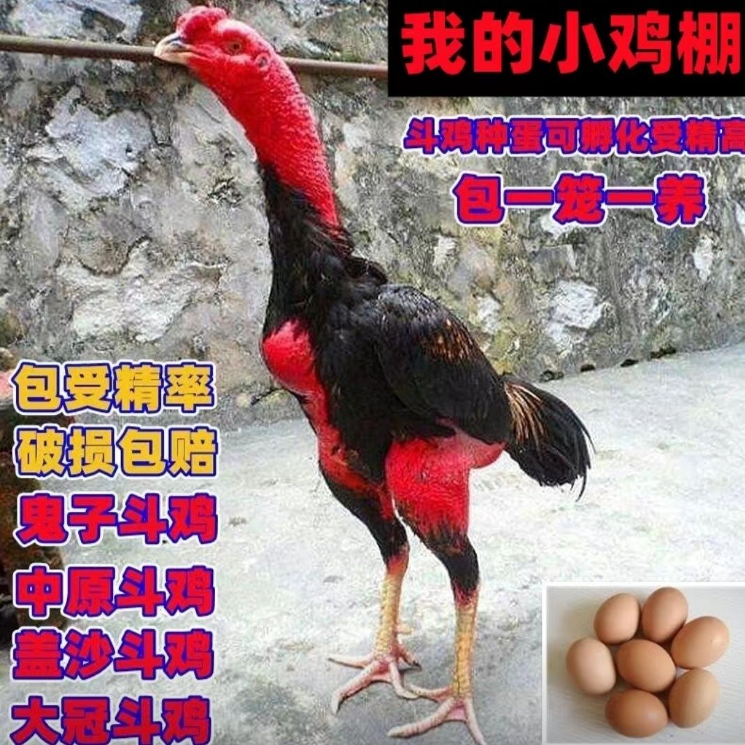纯种越南泰国中原斗鸡种蛋受精蛋可孵化小鸡种蛋大体型战斗鸡包邮