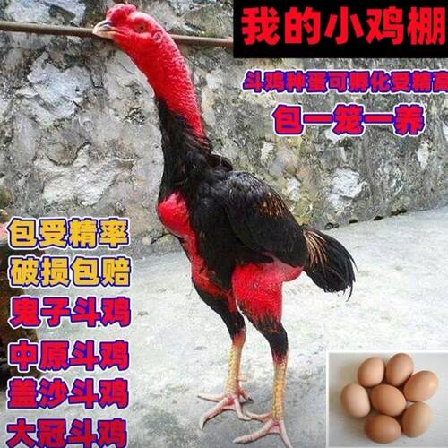 纯种越南泰国中原斗鸡种蛋受精蛋可孵化小鸡种蛋大体型战斗鸡包邮