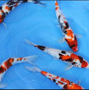 锦鲤之美大正三色血统精品精选留养级观赏鱼随机发货