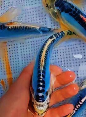 德系蓝龙天蓝色秋翠彩龙深蓝色德孔雀锦鲤罕见稀有特色招财观赏鱼