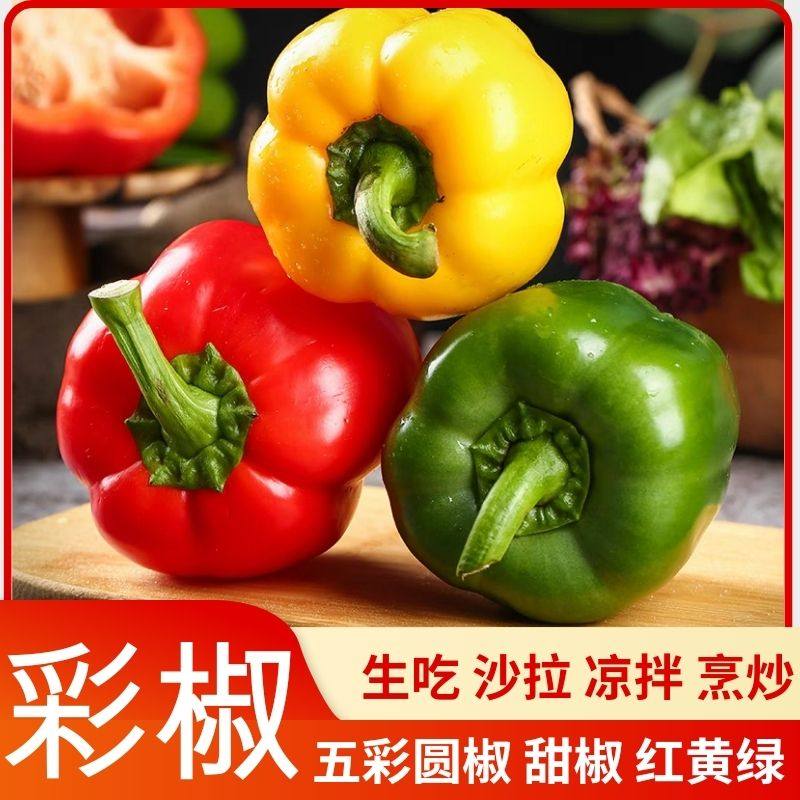 彩椒新鲜生吃水果甜椒蔬菜七彩辣椒批发红黄绿色有机五彩灯笼圆椒