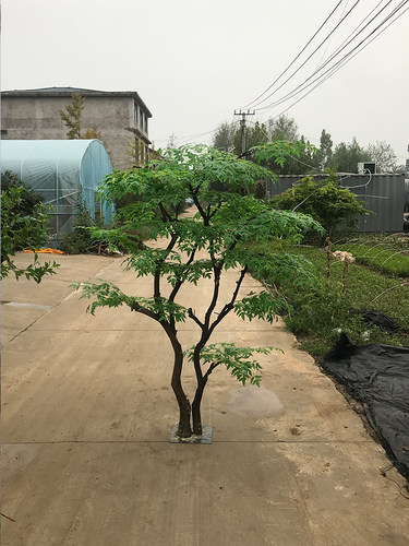 仿真植物南天竹落地盆栽大型绿植